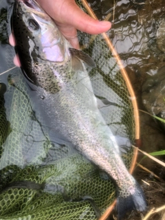 ニジマスの釣果