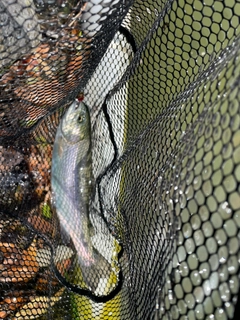 ニジマスの釣果