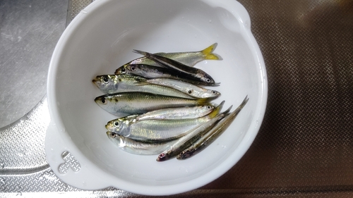 カタクチイワシの釣果