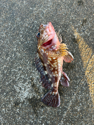 カサゴの釣果