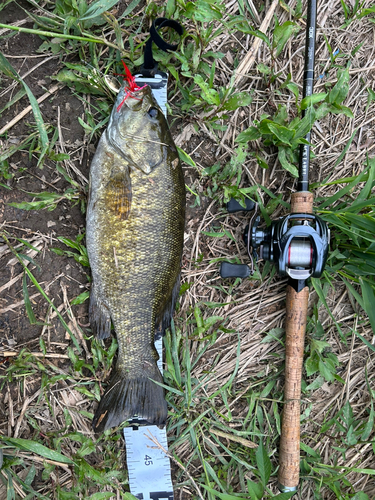 スモールマウスバスの釣果