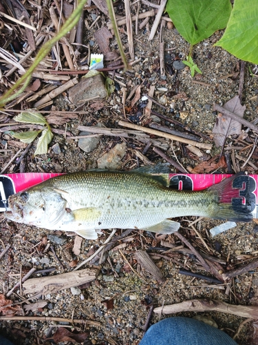 ラージマウスバスの釣果