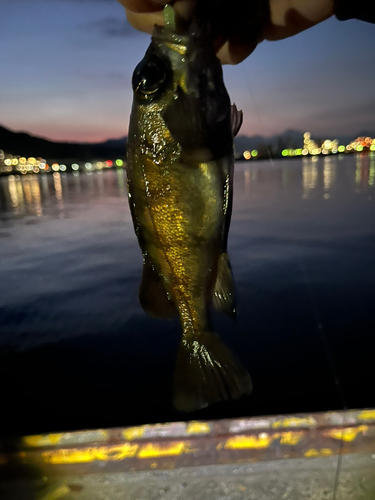 メバルの釣果