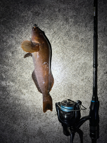 アイナメの釣果