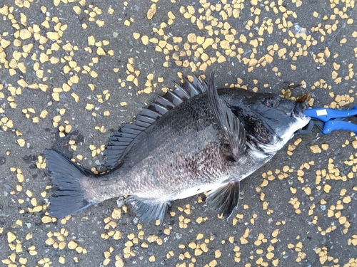 チヌの釣果