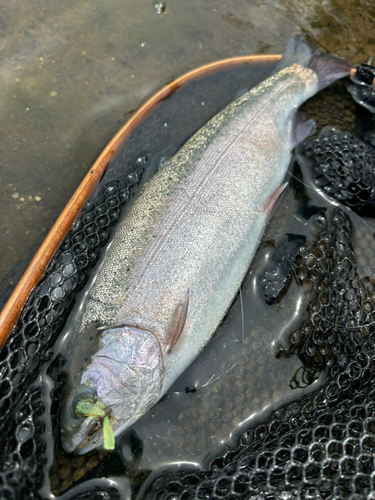 ニジマスの釣果