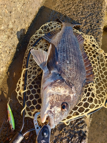 チヌの釣果