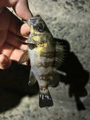 メバルの釣果