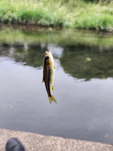 カワムツの釣果