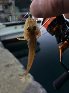 アナハゼの釣果