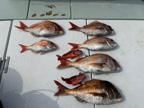 タイの釣果