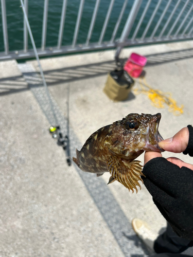 カサゴの釣果