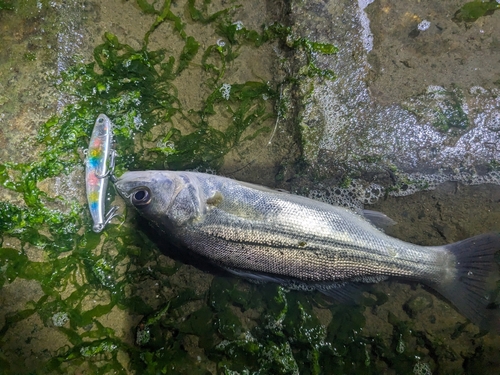 セイゴ（マルスズキ）の釣果