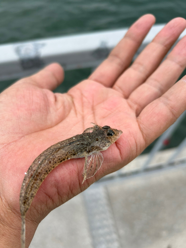 ハタタテヌメリの釣果