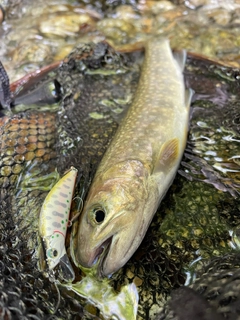 イワナの釣果