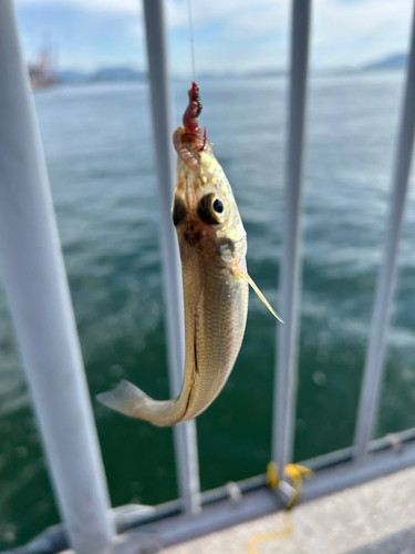 シロギスの釣果