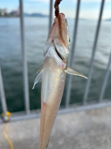 シロギスの釣果