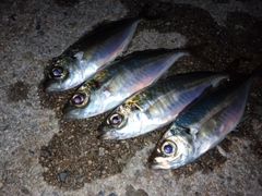 アジの釣果