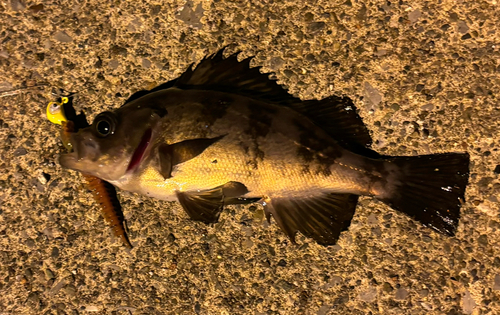 メバルの釣果