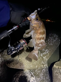 メバルの釣果