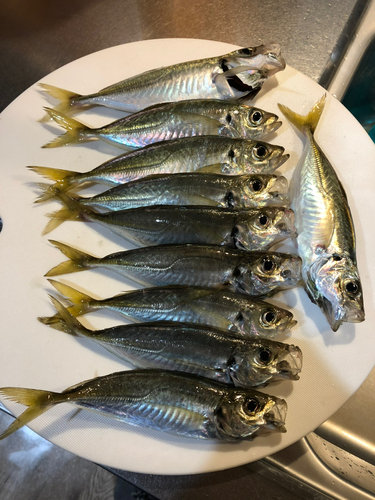 アジの釣果