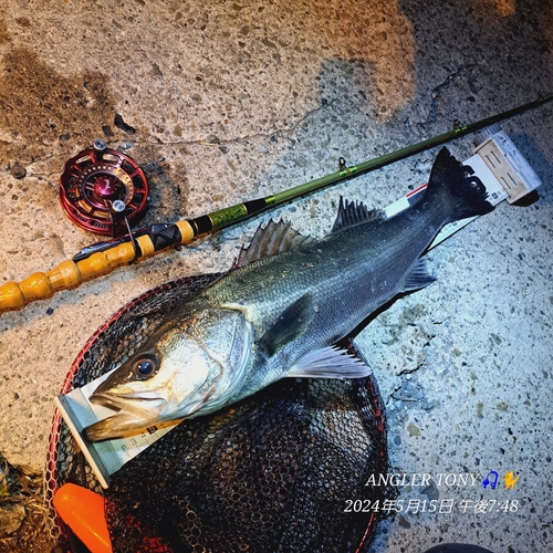 ヒラスズキの釣果