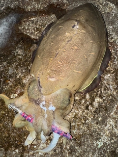 モンゴウイカの釣果