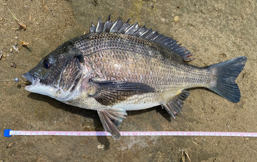 クロダイの釣果