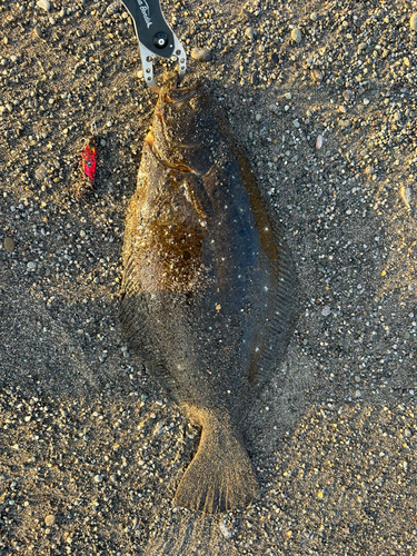 ヒラメの釣果