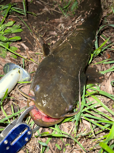 マナマズの釣果