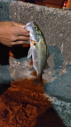 セイゴ（ヒラスズキ）の釣果