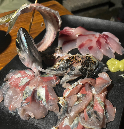 マサバの釣果