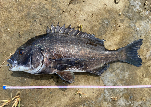 クロダイの釣果