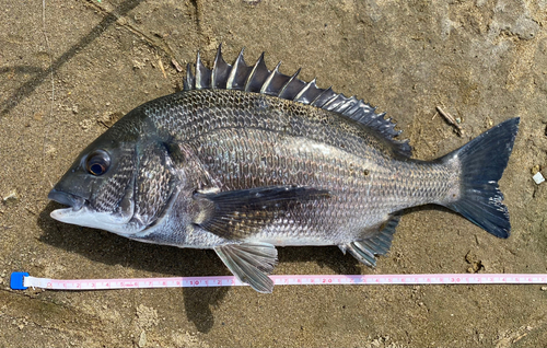 クロダイの釣果