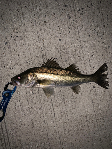 セイゴ（マルスズキ）の釣果