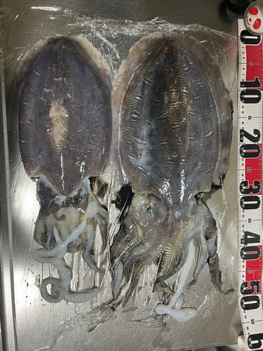 モンゴウイカの釣果