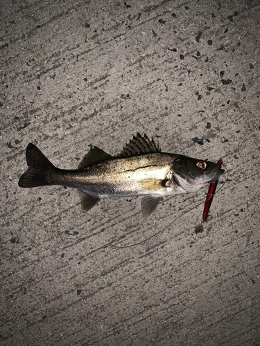 セイゴ（マルスズキ）の釣果