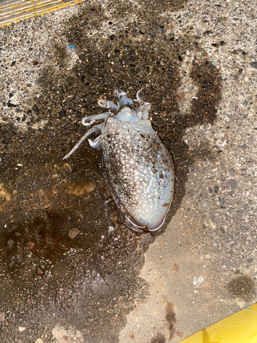 シリヤケイカの釣果