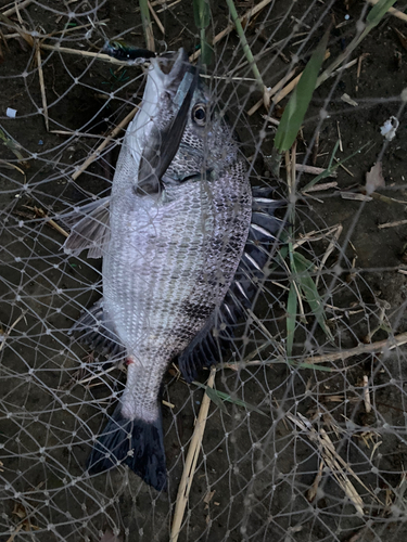 クロダイの釣果