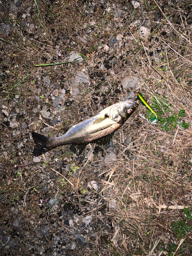 セイゴ（マルスズキ）の釣果