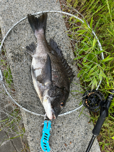 チヌの釣果