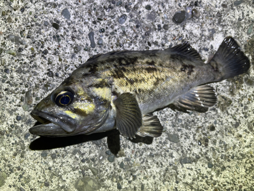 クロソイの釣果