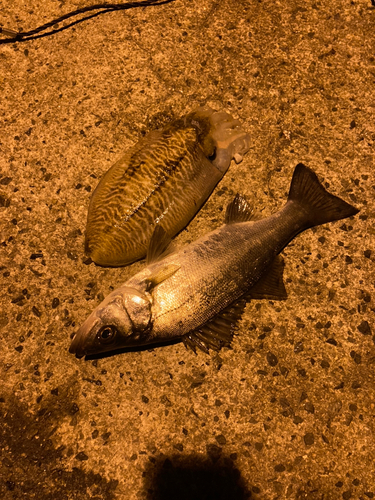 コウイカの釣果