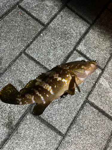 アコウの釣果