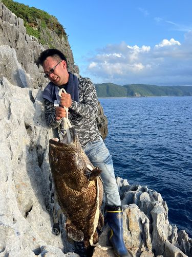 ヤイトハタの釣果