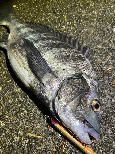 クロダイの釣果