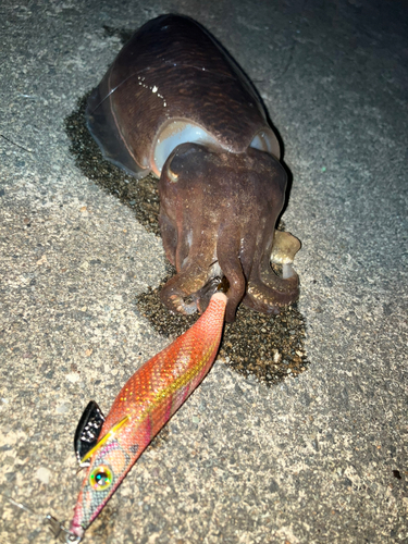 コウイカの釣果