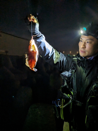 伊勢湾湾奥