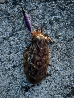 コウイカの釣果