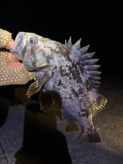 クロソイの釣果